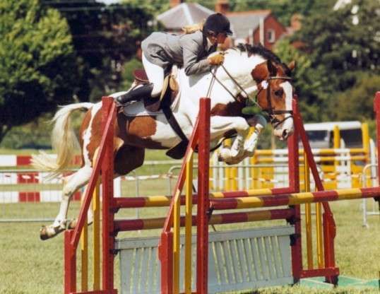 Country Marksman - Coloured Irish Draght Showjumper